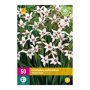 Abessijnse gladiolenbollen (XXL zak van 50 stuks)